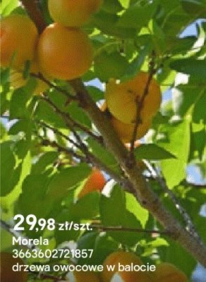 Morela promocja w Castorama