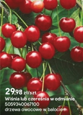 Wiśnia lub czereśnia w odmianie promocja w Castorama