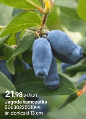 Jagoda kamczatka promocja w Castorama