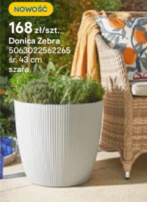 Donica Zebra promocja w Castorama