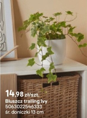 Bluszcz trailing Ivy promocja w Castorama