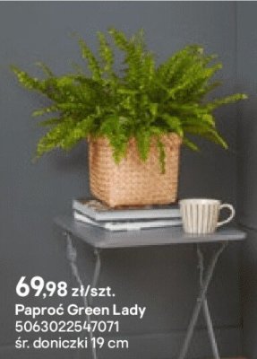 Paproć Green Lady promocja w Castorama