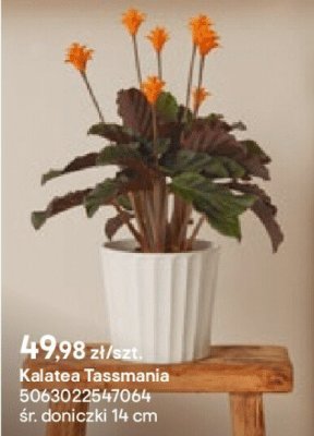 Kalatea Tasmania promocja w Castorama