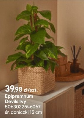 Epipremnum Devils Ivy promocja w Castorama