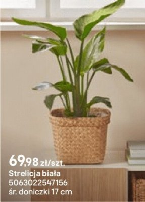 Strelicja biała promocja w Castorama