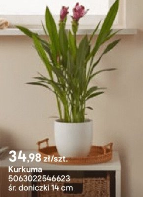 Olejek do twarzy drzewo sanda艂owe i kurkuma Orientana promocja w Castorama