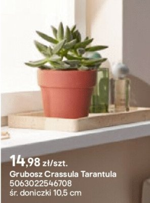 Grubosz Crassula Tarantula promocja w Castorama