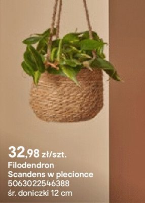 Filodendron Scandens w plecionce promocja w Castorama