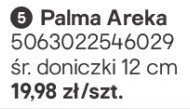 Palma Areka promocja w Castorama