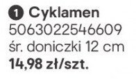 Cyklamen promocja w Castorama