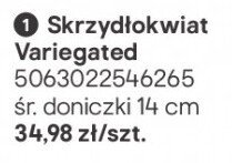 Skrzydłokwiat Variegated promocja w Castorama