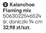 Kalanchoe Flaming mix promocja w Castorama
