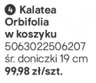 Kalatea Orbifolia w koszyku promocja w Castorama