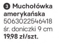 Muchołówka amerykańska promocja w Castorama