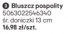 Bluszcz pospolity promocja w Castorama