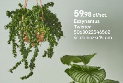 Roślina Eszynantus Twister śr. doniczki 14 cm promocja w Castorama
