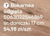 Bokarnea odgięta promocja w Castorama