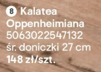 Kalatea Oppenheimiana promocja w Castorama
