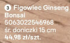 Figowiec Ginseng Bonsai promocja w Castorama