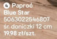 Paproć Blue Star promocja w Castorama