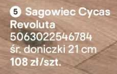 Sagowiec Cycas Revoluta promocja w Castorama