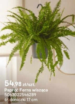 Paproć Ferns wisząca promocja w Castorama