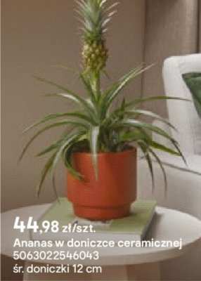 Ananas w doniczce ceramicznej promocja w Castorama