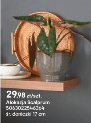 Alokazja Scalprum promocja w Castorama