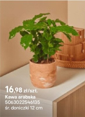 Kawa arabska promocja w Castorama