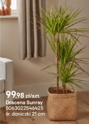 Dracena Sunray promocja w Castorama