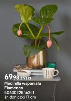 Medinilla wspaniała Flamenco promocja w Castorama