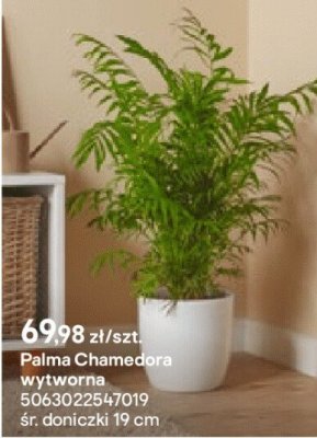 Palma Chamedora wytworna promocja w Castorama