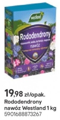 Nawóz do rododendronów promocja w Castorama