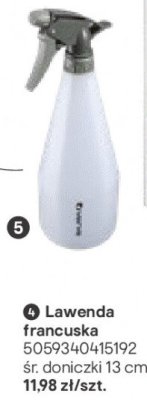 Lawenda francuska promocja w Castorama