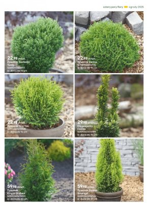 Żywotnik Tiny Tim promocja w Castorama