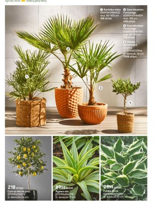 Karlyka niska promocja w Castorama