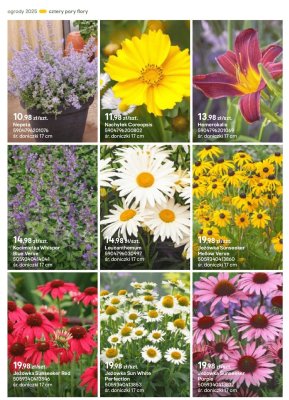 Leucanthemum promocja w Castorama