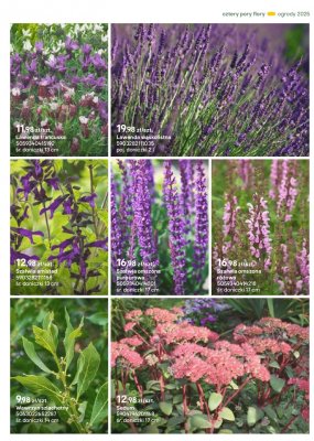 Lawenda francuska promocja w Castorama