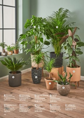 Palma Areca promocja w Castorama