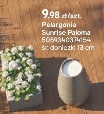 Ostnica mocna promocja w Castorama