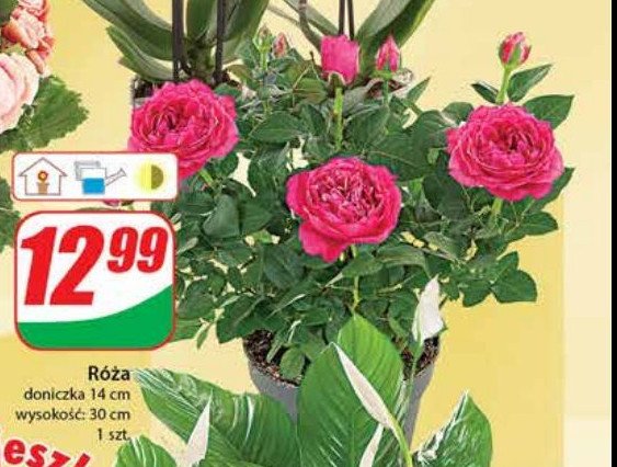 Róża 14 cm promocje