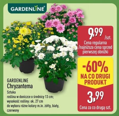 Chryzantema promocja w Aldi