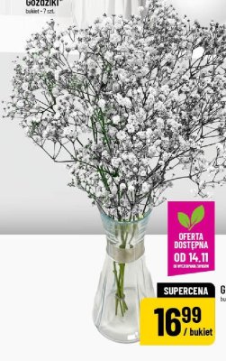 Gipsówka bukiet 5 szt. promocja w POLOmarket