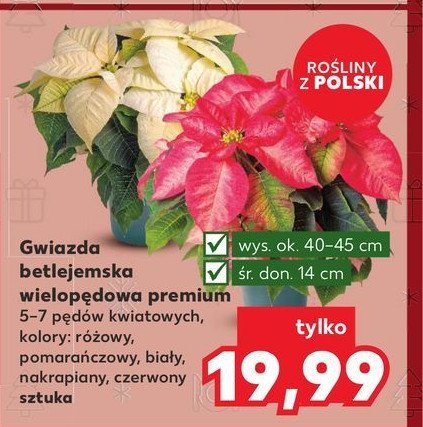 Gwiazda betlejemska premium pomarańczowa promocja w Kaufland