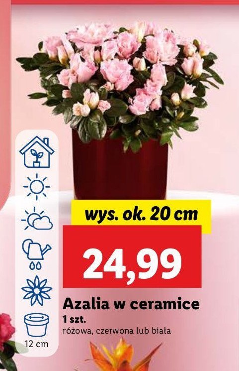 Azalia w ceramice 20 cm promocja w Lidl