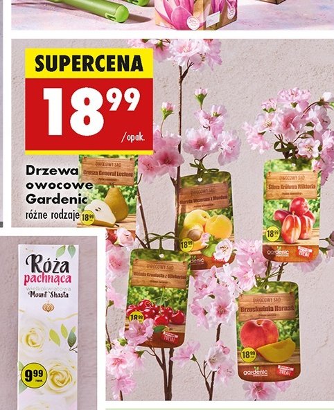 Czereśnia summit Gardenic yard promocja