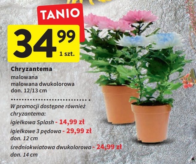 Chryzantema średniokwiatowa misa 14 cm promocja w Auchan