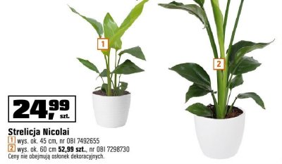 Roślina Strelicja Nicolai wys. ok. 60 cm promocja w OBI