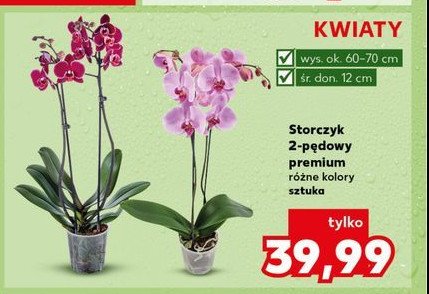 Storczy 2-pędowy 12 cm promocja w Kaufland