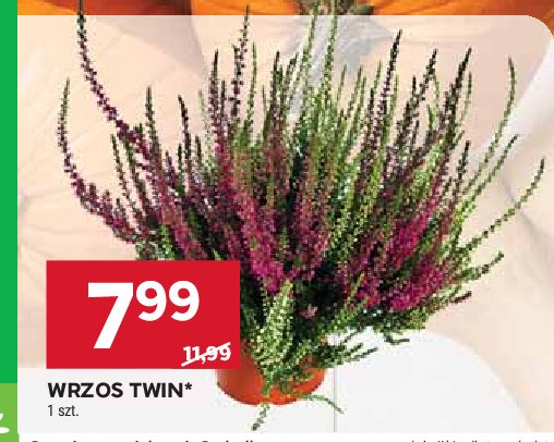 Wrzos twin promocja